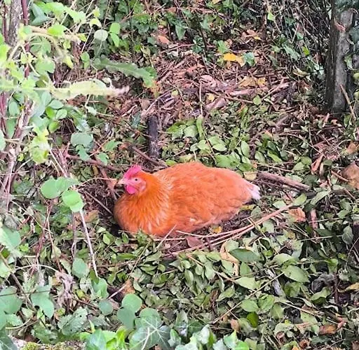 D'exception Au Cœur D'yport Villa Yport